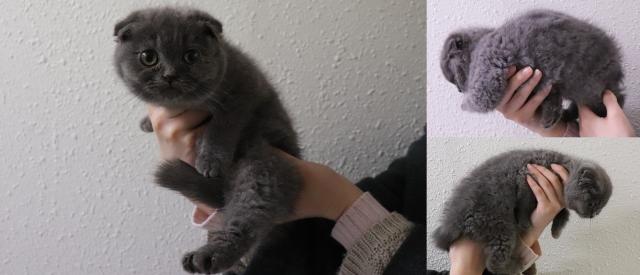 スコティッシュフォールド