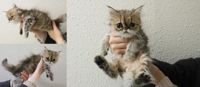 ペルシャ・ヒマラヤン