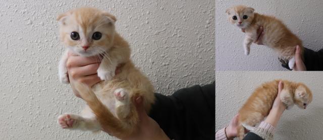 スコティッシュフォールド