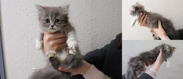 マンチカン短足