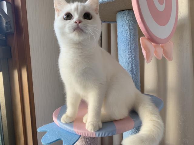 ミヌエット（旧ナポレオン）