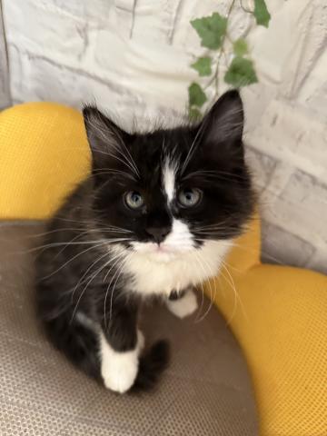 マンチカン長足