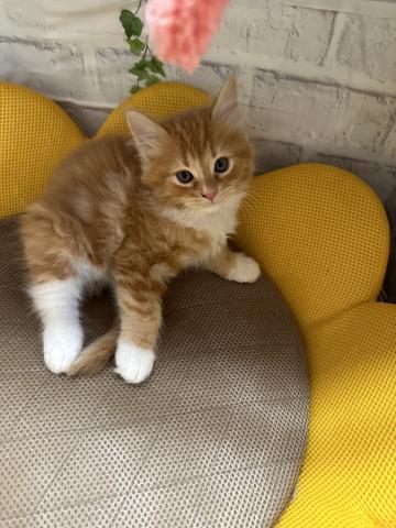 マンチカン長足