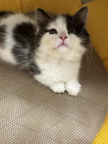 マンチカン短足