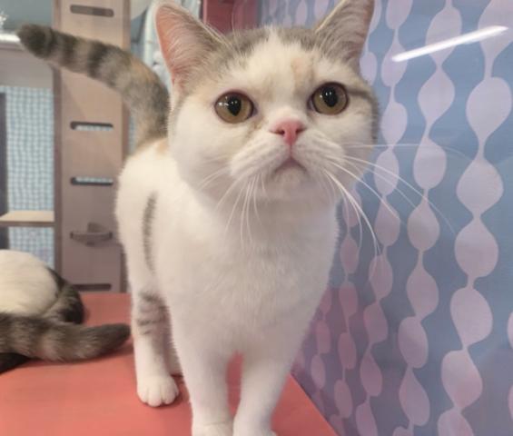 ミヌエット(旧ナポレオン)