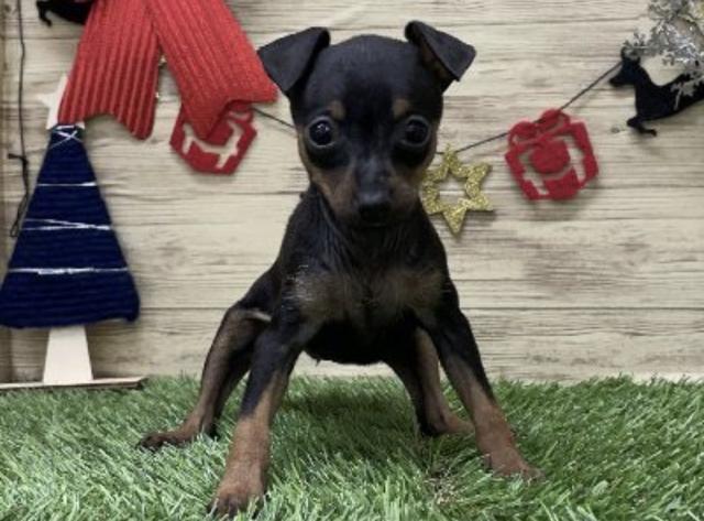 ミニチュアピンシャー