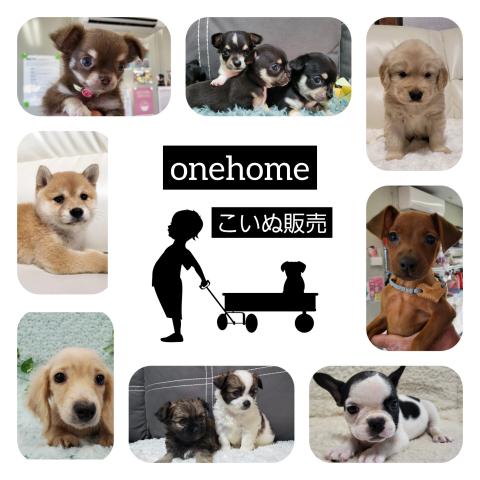 onehomeこいぬ販売