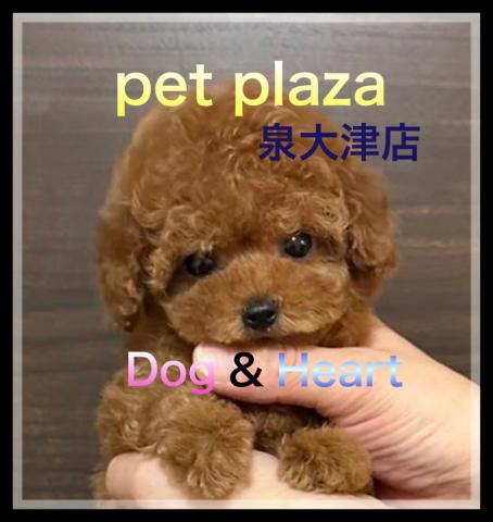 Dog&Heart コーナン ペットプラザ 泉大津店