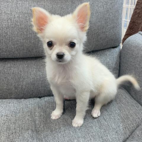 チワワ(ロングコート)