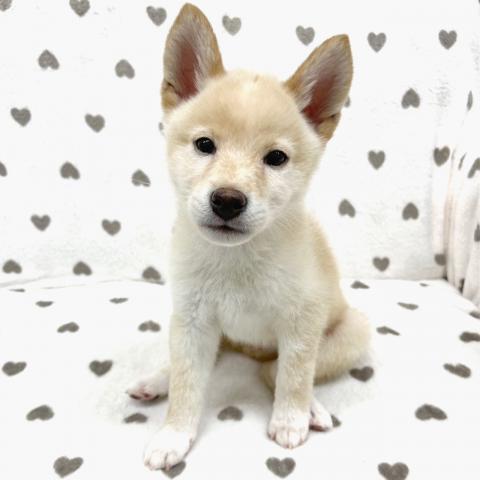 柴犬