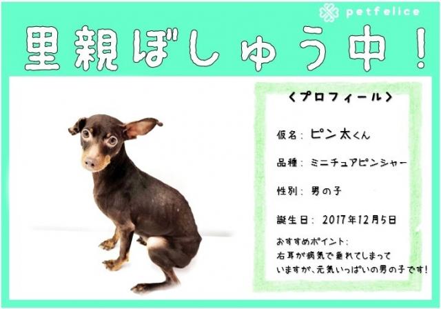 ミニチュアピンシャー