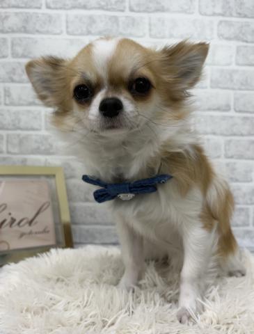 チワワ(ロングコート)