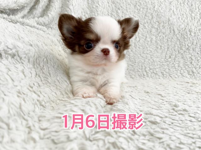 チワワ（ロングコート）