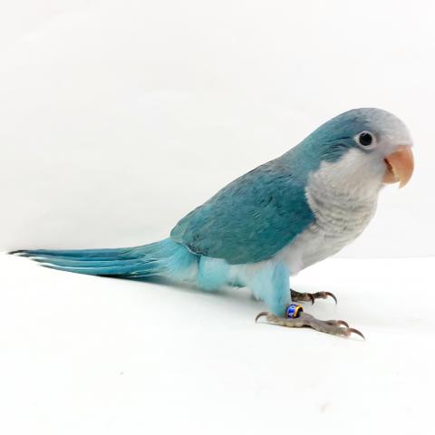 オキナインコ