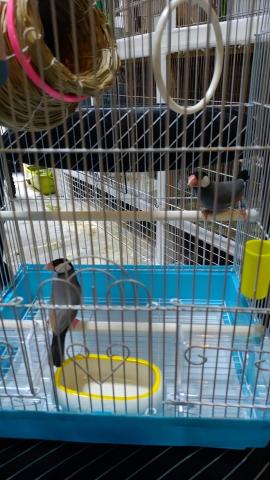 弥富文鳥ペア