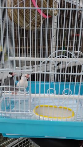 文鳥ペア