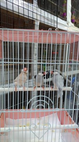 文鳥