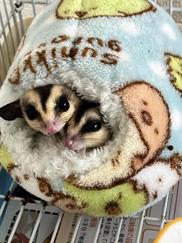 ホワイトフェイス