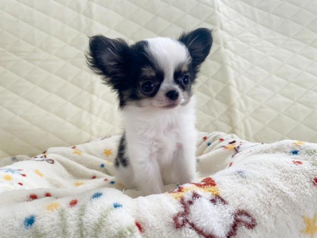 チワワ（ロングコート）