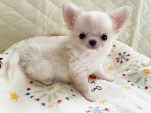 チワワ（ロングコート）