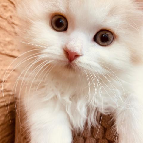 スコティッシュフォールド