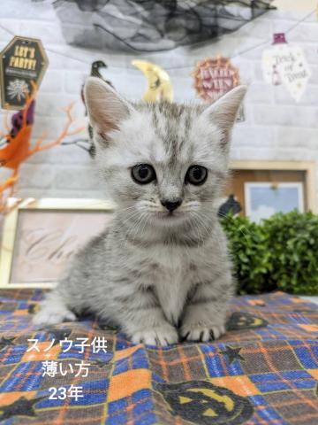 ミヌエット（旧ナポレオン）