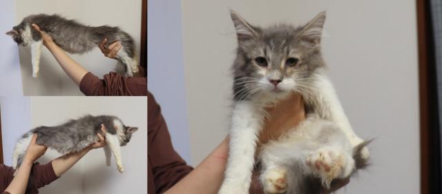 ノルウェージャンフォレストキャット