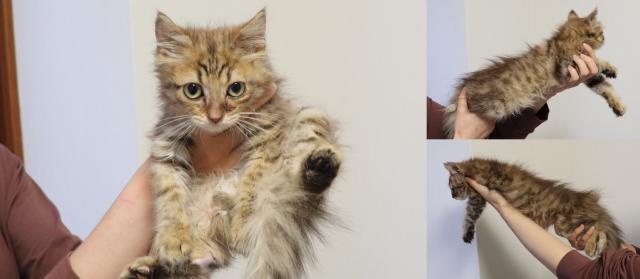 マンチカン長足