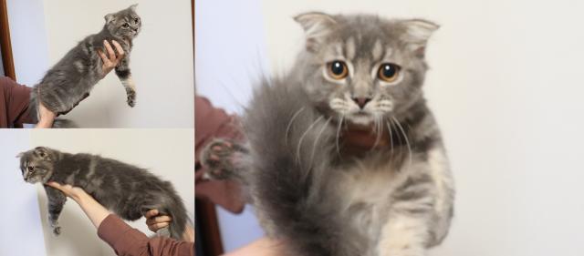 スコティッシュフォールド