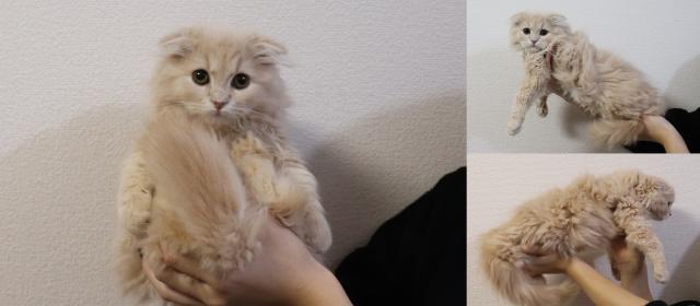 スコティッシュフォールド