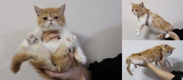 エキゾチックショートヘアー