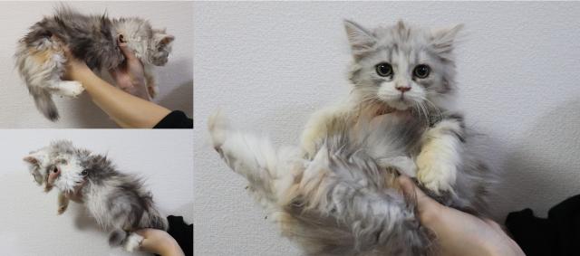 ミヌエット（旧ナポレオン）中足