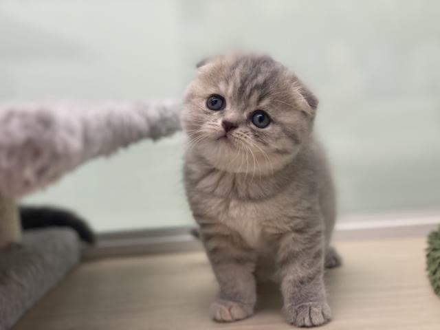 スコティッシュフォールド