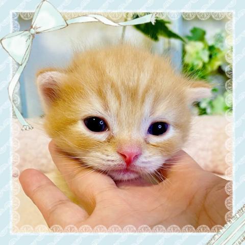 スコティッシュフォールド