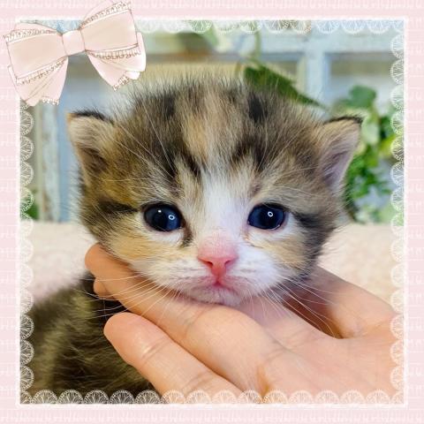 スコティッシュフォールド