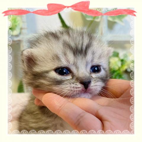 スコティッシュフォールド