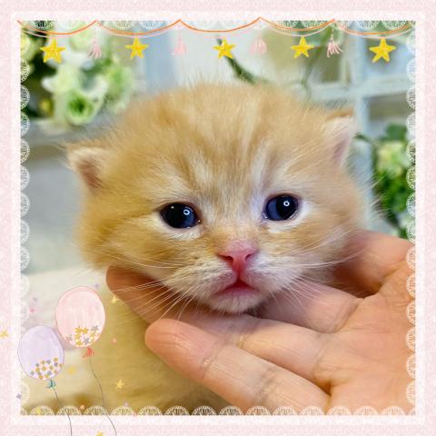 スコティッシュフォールド