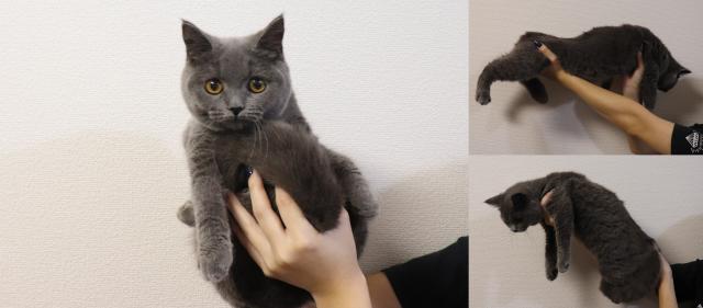 ブリティッシュショートヘア