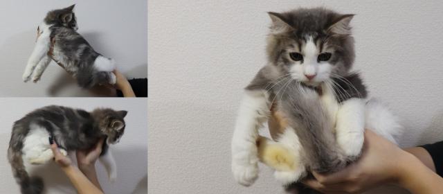 ノルウェージャンフォレストキャット