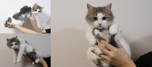 ノルウェージャンフォレストキャット