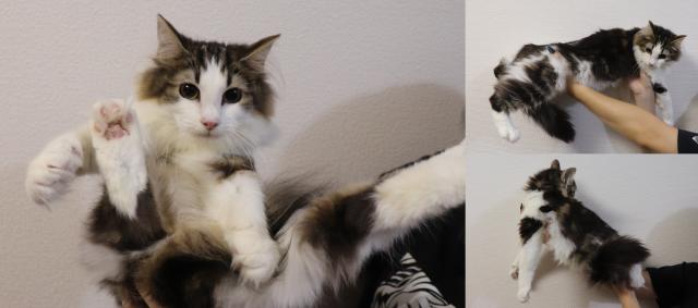 ノルウェージャンフォレストキャット