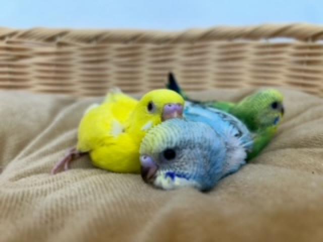 セキセイインコ