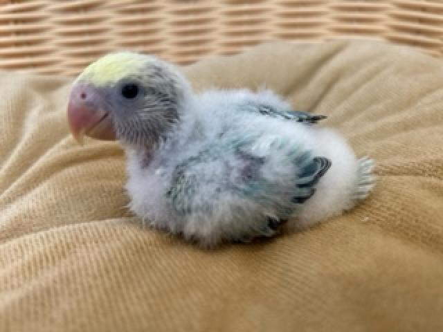 コザクラインコ