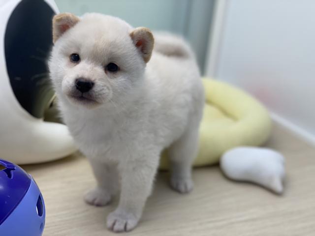 柴犬