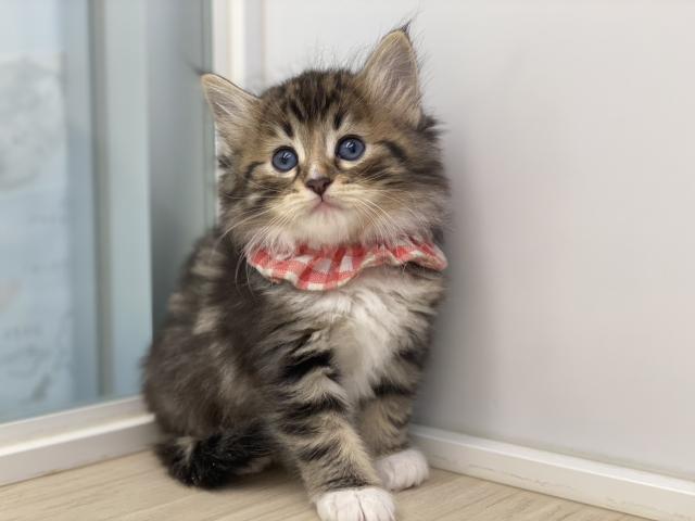 ノルウェージャンフォレストキャット