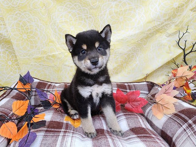 柴犬