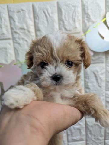 MIXチワワ×タイニープードル