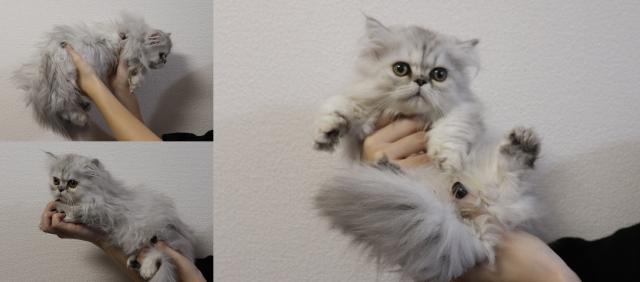 ミヌエット（旧ナポレオン）短足