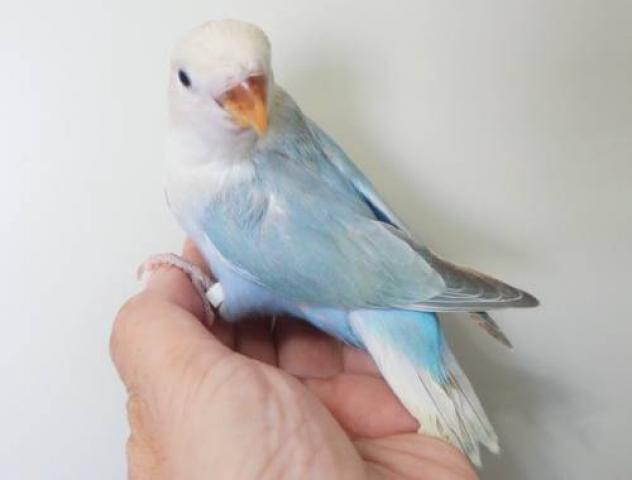 コザクラインコ