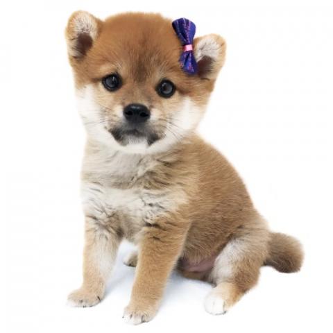 柴犬